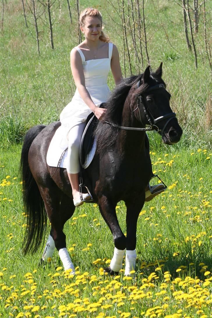 New Forest Sherif - Himmelhest - Konfirmation 08 billede 9