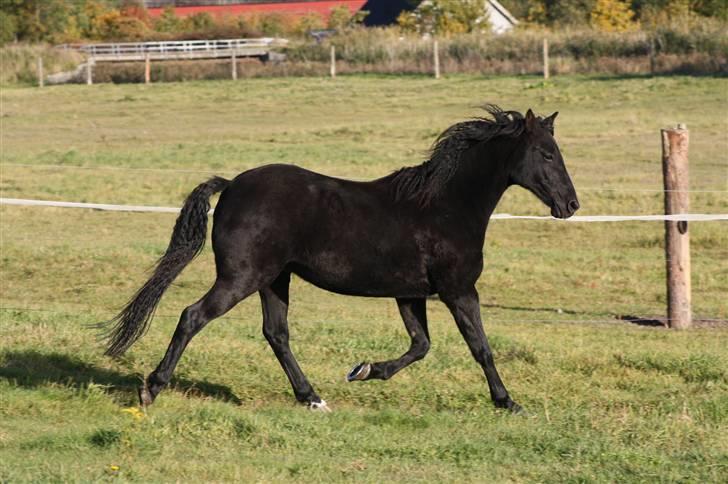 New Forest Sherif - Himmelhest - Vintermode billede 10