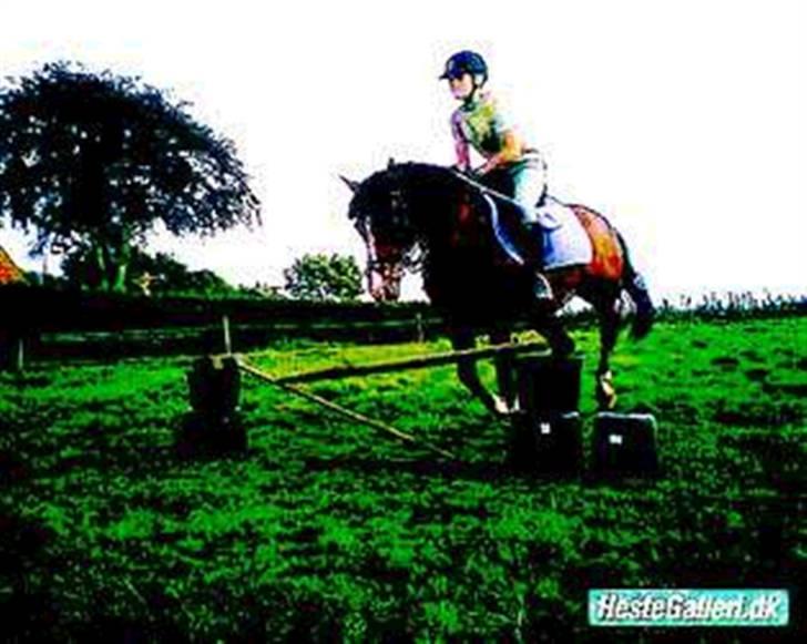 Anden særlig race Trixi - lidt spring billede 13