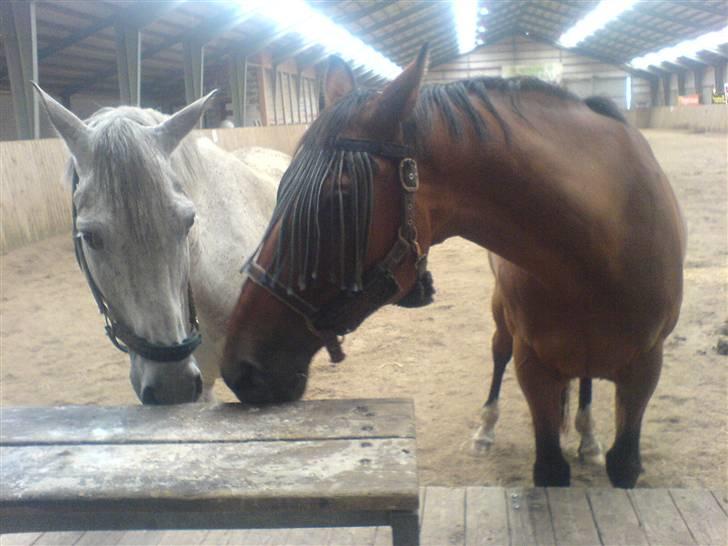 Hollandsk Varmblod Kester (Solgt) - Kester og Monark i ridehallen (: billede 4