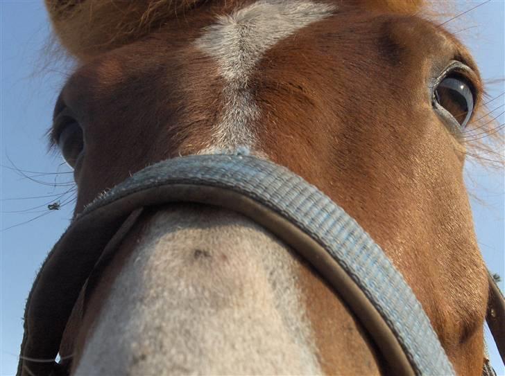 Anden særlig race Passer pony'en Oscar - Velkommen til min lille galleri ;) billede 1