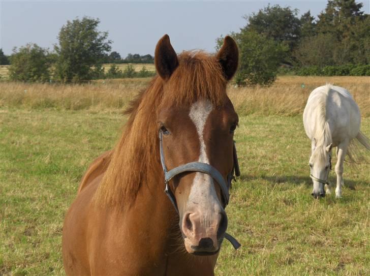 Anden særlig race Passer pony'en Oscar - øøøøhm haij XD billede 2