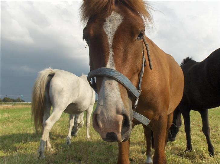 Anden særlig race Passer pony'en Oscar - nøj det er spændende.. det er ligesom at være i biografen. eller vent har jeg glemt? jeg har aldrig været i boigrafen billede 4