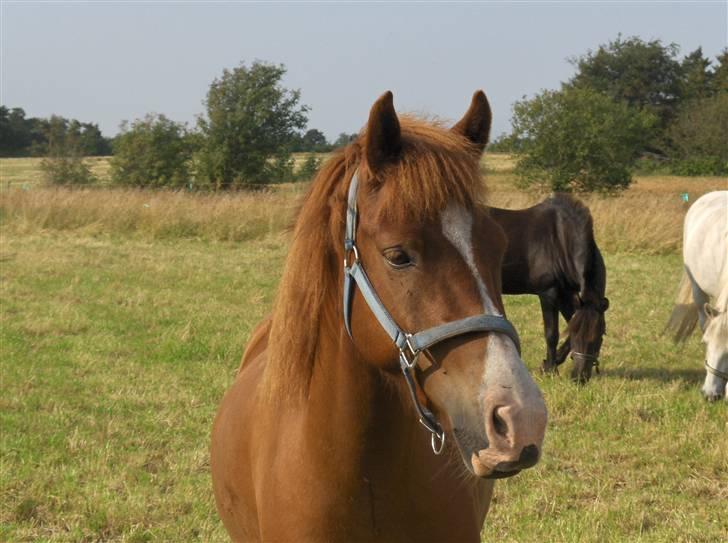 Anden særlig race Passer pony'en Oscar - weeee billede 5