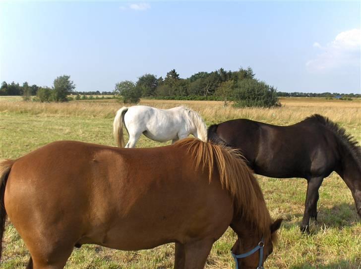 Anden særlig race Passer pony'en Oscar - trip trap træsko? ( hestesko )  hvid brun rød stop billede 6