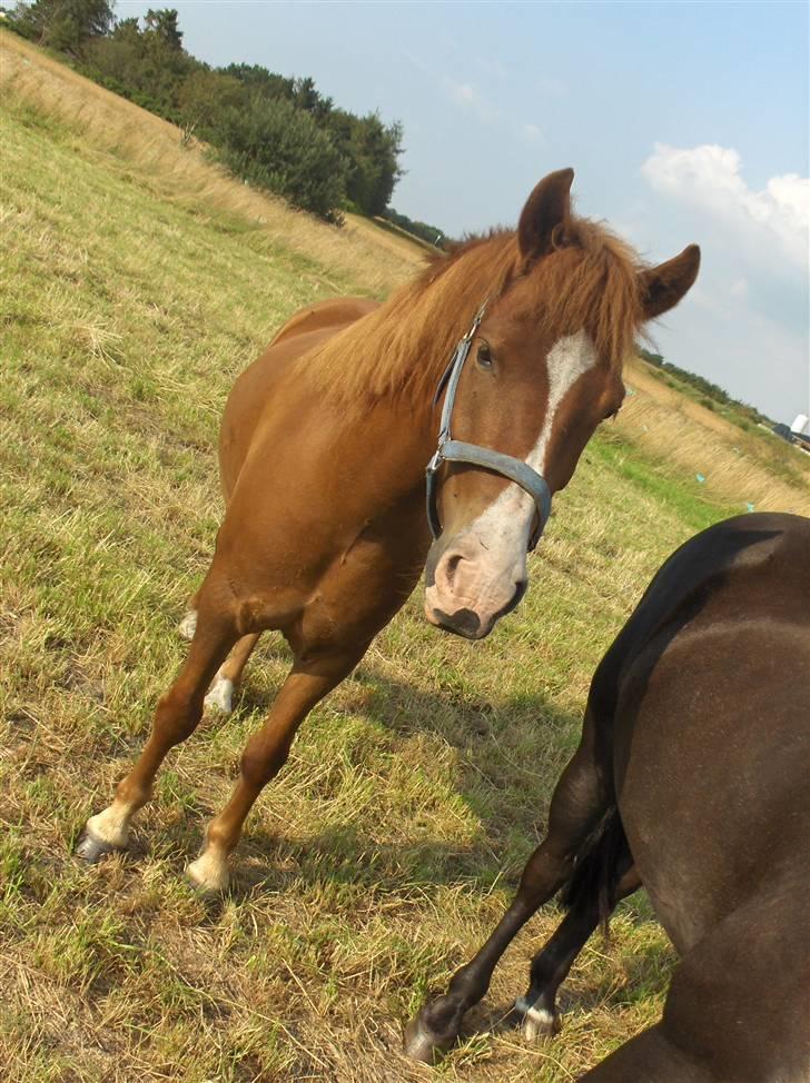 Anden særlig race Passer pony'en Oscar - am i drunk?! billede 8