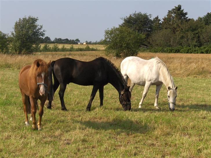 Anden særlig race Passer pony'en Oscar - skrider.. må alligevel ikke komme kærester med maisy billede 9