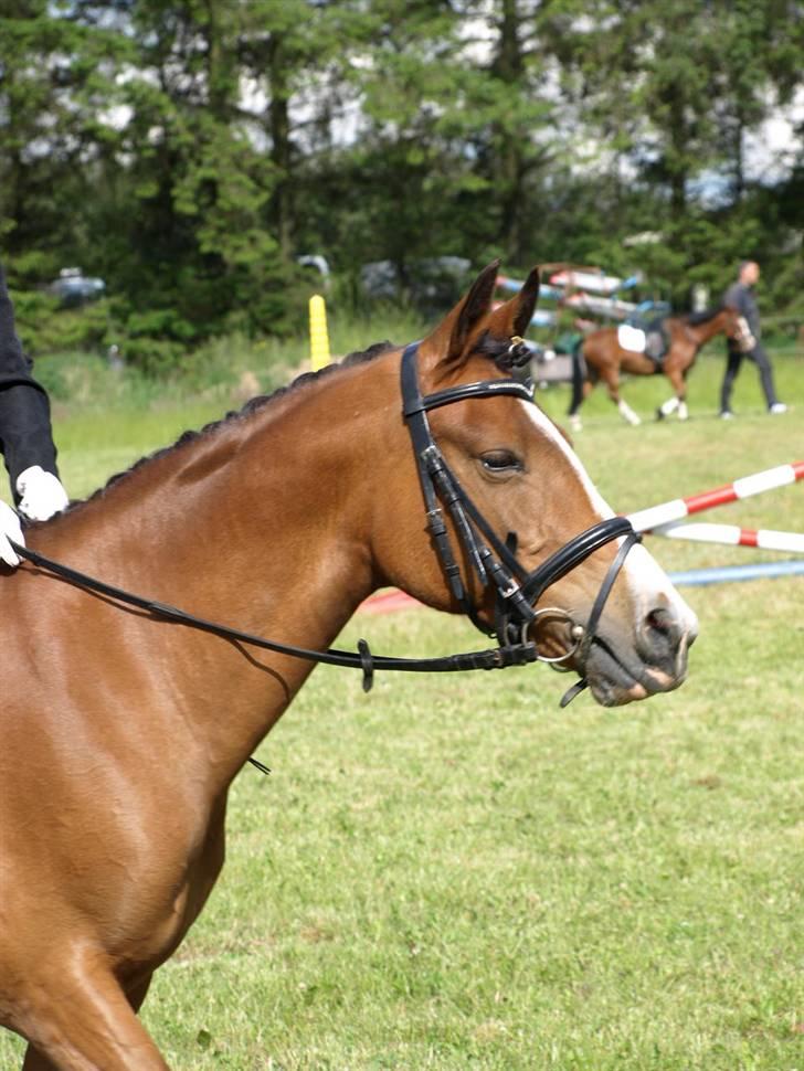 Anden særlig race Freja - 18# D. 06-06-09 Fjends, skridter varm til LC spring :) <3 billede 18