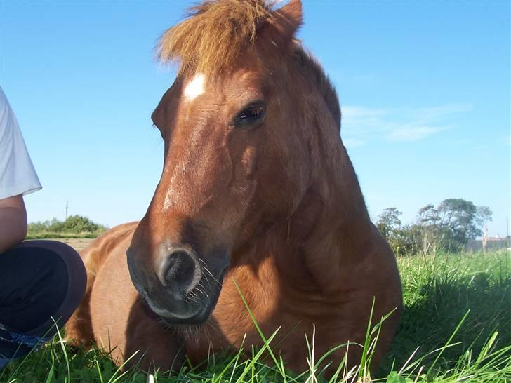 Anden særlig race Cheri<3 † Hvil I Fred<3 † - cheri´s smukke hoved<3 billede 3