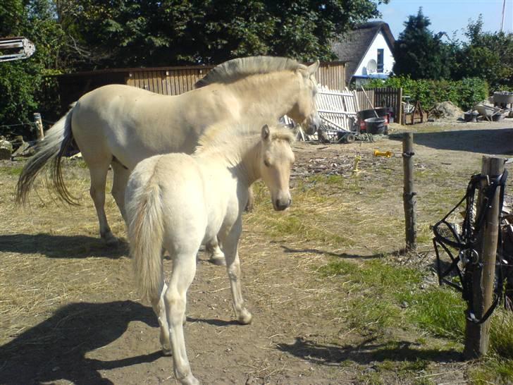 Fjordhest Odin Kaptain solgt )': - så går jeg da bare billede 8