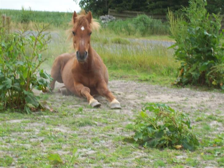 Anden særlig race Cheri<3 † Hvil I Fred<3 † - cheri efter en rulletur. 19/6-09 billede 4