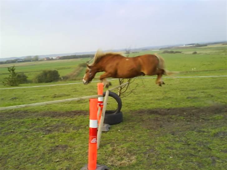 Anden særlig race Filur solgt 2011 - Flotte pony <33 billede 8
