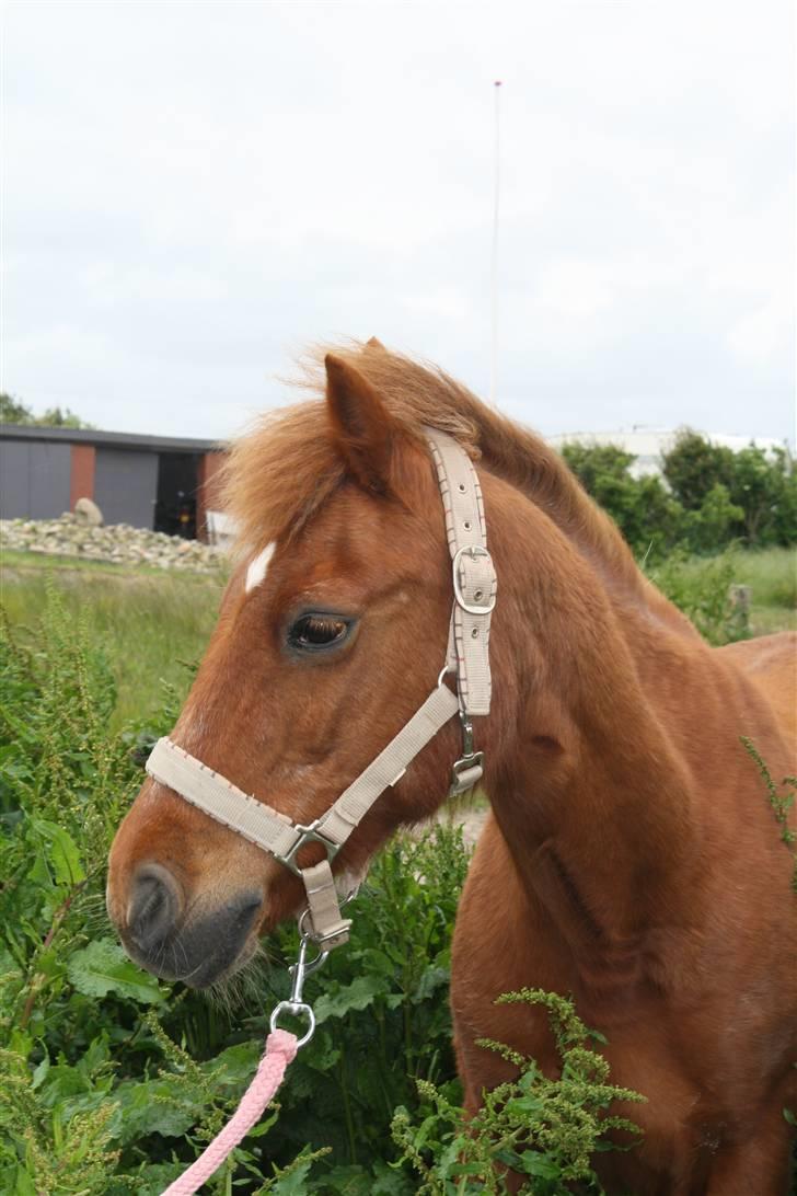 Anden særlig race Cheri<3 † Hvil I Fred<3 † - smukke cheri. 19/6-09 billede 5