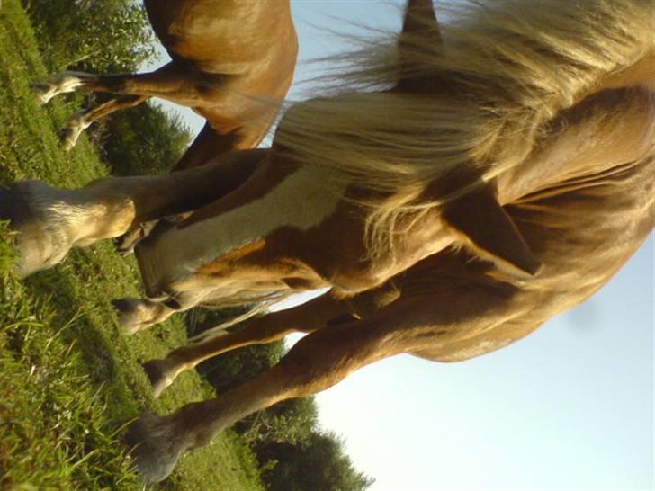 Anden særlig race Filur solgt 2011 - Klør Sig ! billede 12