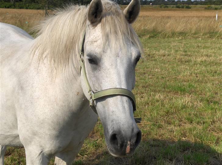Anden særlig race Mor's Maisy SOLGT - haij. kender vi hinanden? billede 5