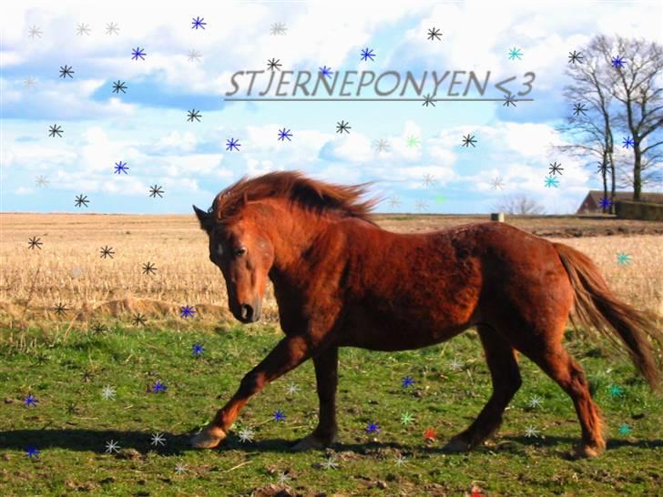 Anden særlig race Cheri<3 † Hvil I Fred<3 † - se hvor fin jeg er(= billede 7