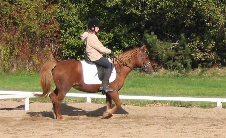 Anden særlig race Cheri<3 † Hvil I Fred<3 † - os til stævne:D billede 10