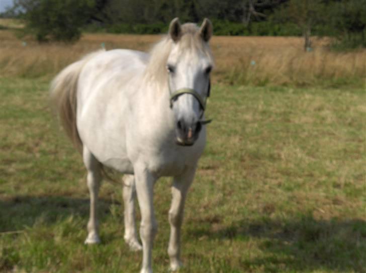 Anden særlig race Mor's Maisy SOLGT - dig igen igen billede 11