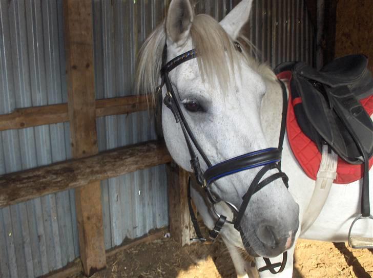 Anden særlig race Mor's Maisy SOLGT - haij drenge.. raauw billede 13