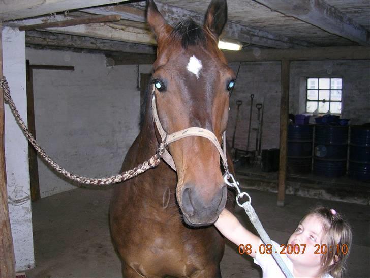 Anden særlig race Picasso "solgt" - Picasso og min datter billede 7