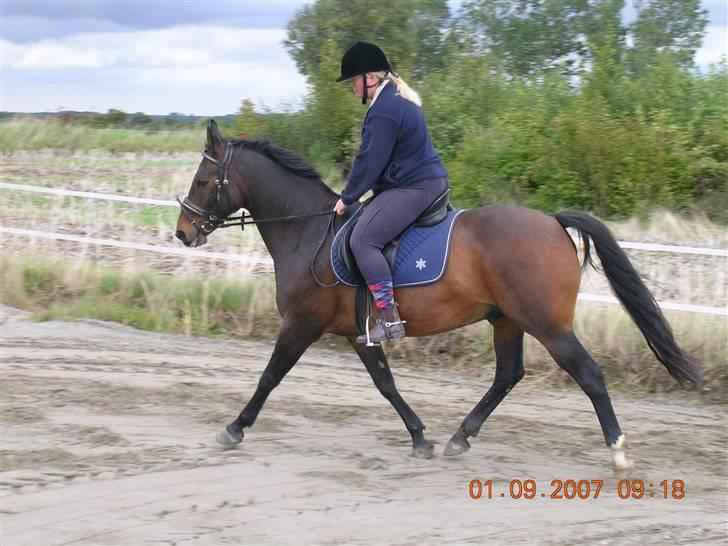 Anden særlig race Picasso "solgt" - dressur... billede 8