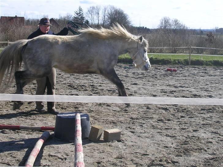 Anden særlig race Hannibal  *SOLGT* - *NYT* Hannibal i fuld spring :o)...... billede 5