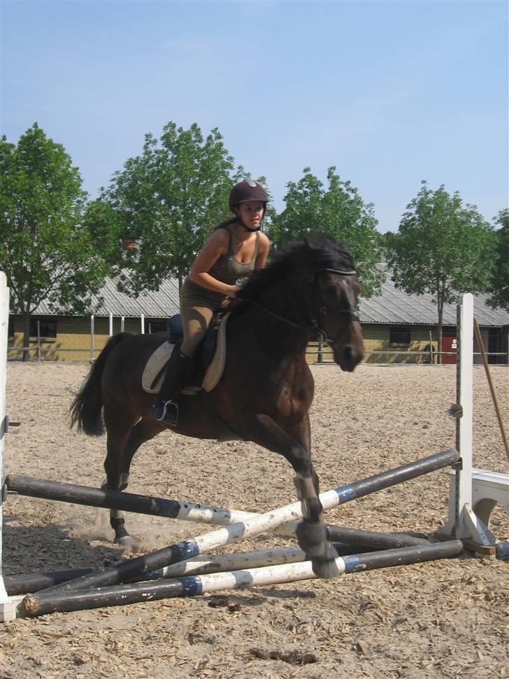 Anden særlig race DIBA - spring 07.08.07 fotograf: katrine thinesen billede 11