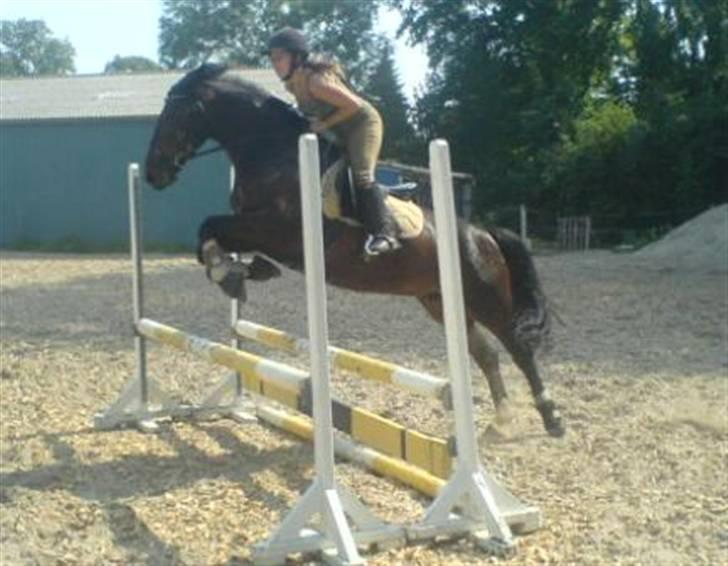 Anden særlig race DIBA - 07.08.07 billede 15