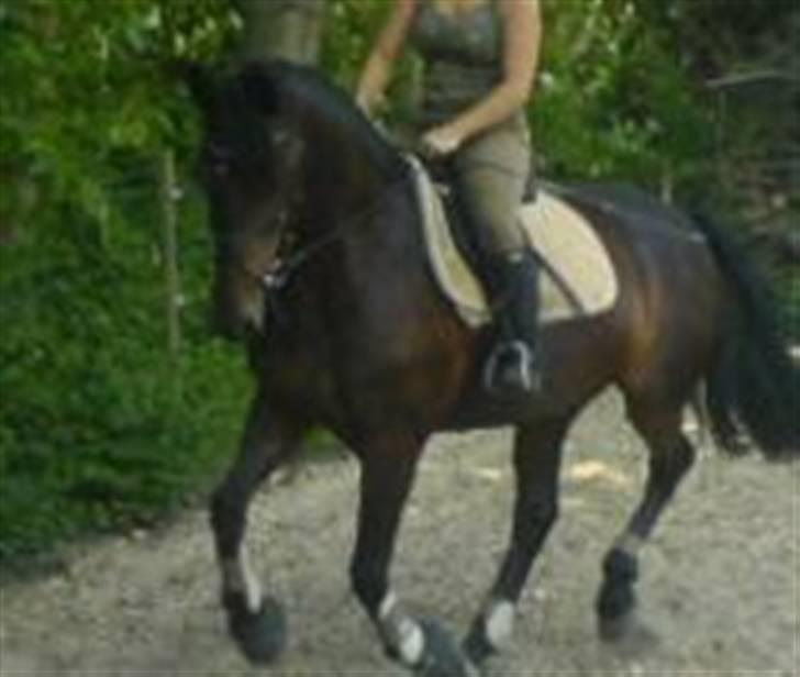 Anden særlig race DIBA - 07.08.07 billede 16