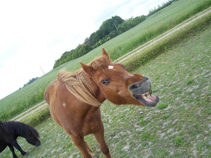 Anden særlig race Cheri<3 † Hvil I Fred<3 † - cheri er træt af at blive taget billeder af. 19/6-09 billede 14