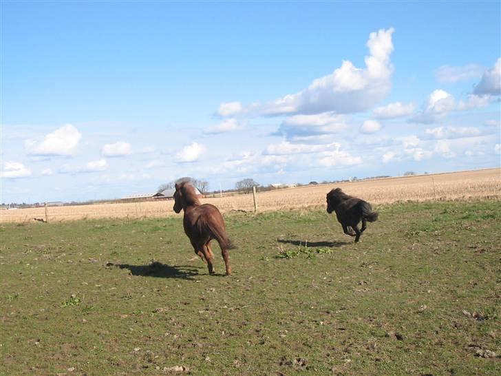 Anden særlig race Cheri<3 † Hvil I Fred<3 † - fuld galop. billede 15