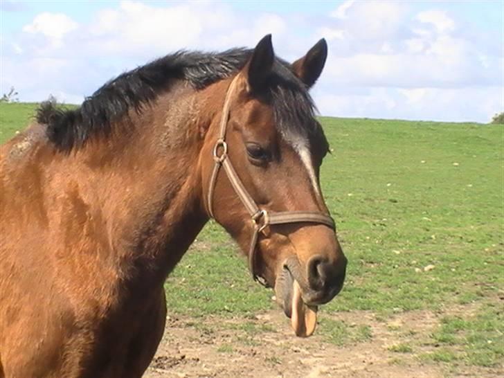 New Forest Lady / Mulle<33 - jeg snavset ;p Tihi<3 billede 7
