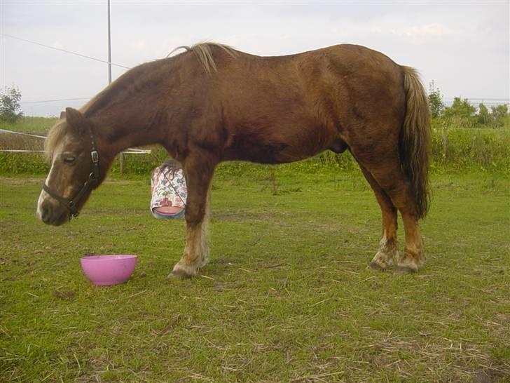 Anden særlig race boy29år ( død.d.19.10.07) - boy d.9/8 07  Hygger sig med sin aftensmad. billede 12