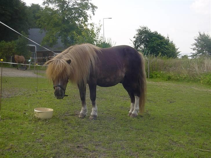 Shetlænder viktor  solgt - 9/8 07 viktor hygger med sin aftensmad billede 14