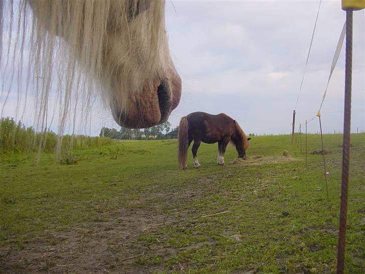 Shetlænder viktor  solgt - viktor spiser billede 15