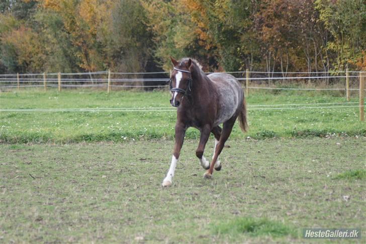 Welsh Pony (sec B)  D.B Tinka ( SOLGT) billede 8