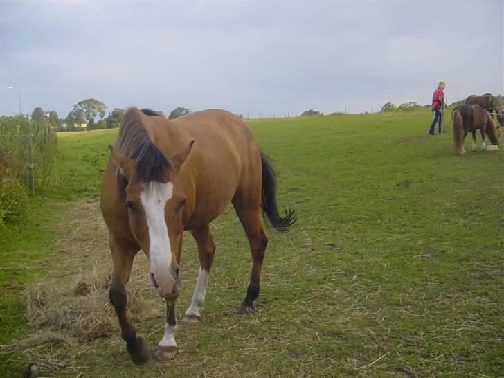 Anden særlig race samson - samson 9/8 ser sur ud, billede 18