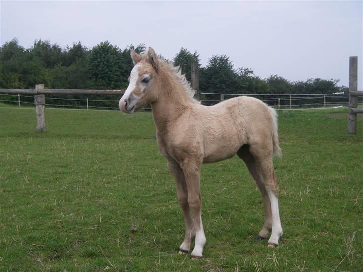 Welsh Pony (sec B) bregneklints melody - melody ude i folden (: er hun ikke dejlig? billede 1