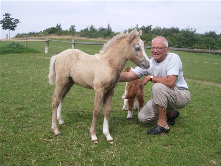 Welsh Pony (sec B) bregneklints melody - melody, min hund & min farfar :b hahaha billede 2