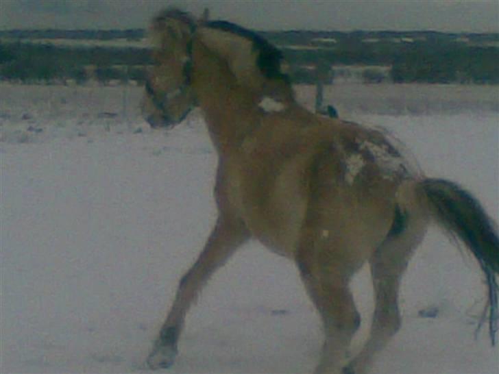 Fjordhest Nidja<33 {SOLGT} billede 20