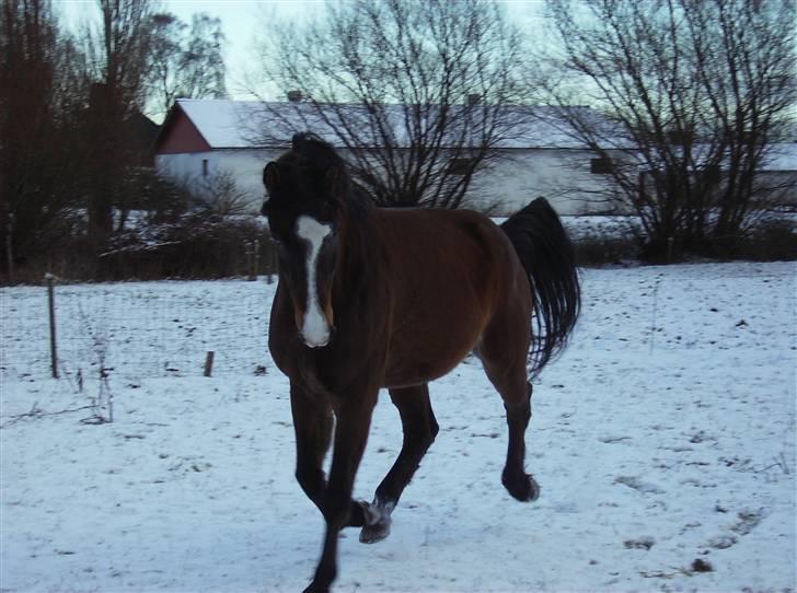 Holstener Dyval [12/3-03 -- 5/7-11] - Juhuuu snee, pas på, jeg er MEGET fræk lige nu !! d. 06-01-09 billede 9