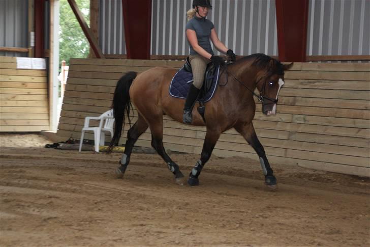 Holstener Dyval [12/3-03 -- 5/7-11] - Træning d. 31-08-09 billede 10