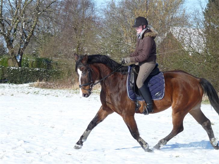 Holstener Dyval [12/3-03 -- 5/7-11] - Min smukke Dyval d. 14-2-09 billede 11