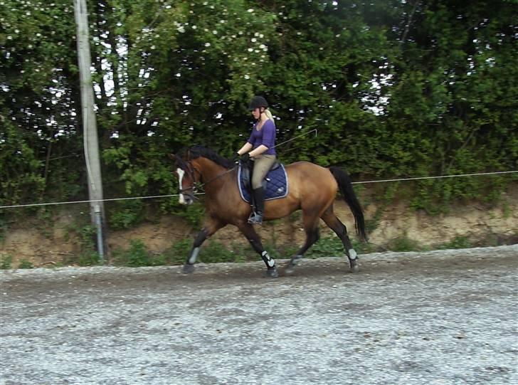 Holstener Dyval [12/3-03 -- 5/7-11] - Træning d. 21-06-09 billede 12