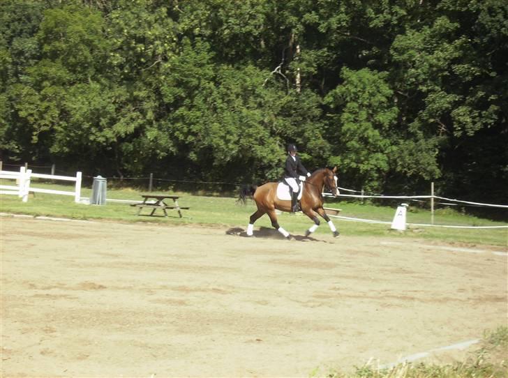 Holstener Dyval [12/3-03 -- 5/7-11] - stævne i augr. d. 3.8.08 Lc1 billede 13