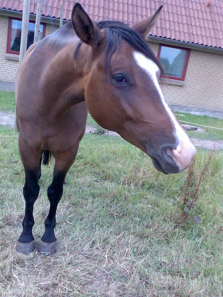 Holstener Dyval [12/3-03 -- 5/7-11] - Dyval du ligner en lille alf !!! min lille alf. ;) sommer 08 billede 15