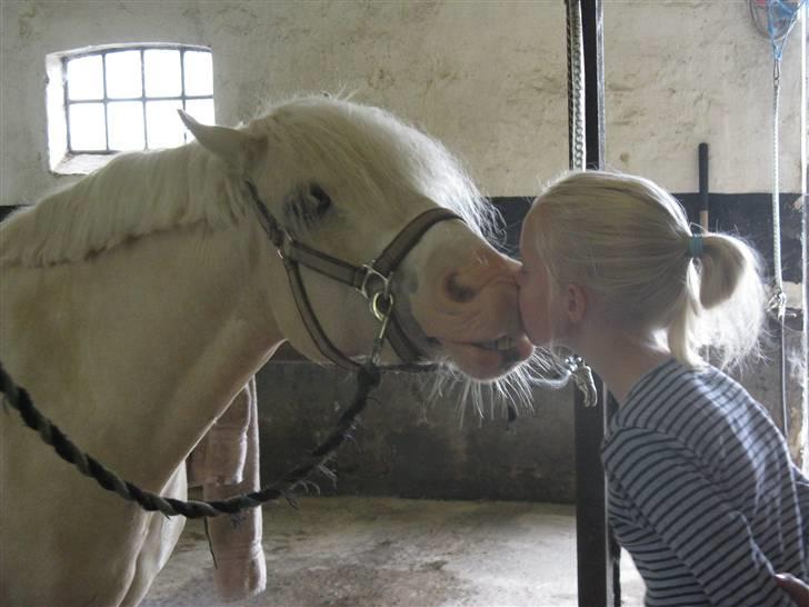 Welsh Pony (sec B) Rosengårdens Nakuma*solgt - Nakuma hos sin nye ejer Louise :D Taget af Kristine. billede 4