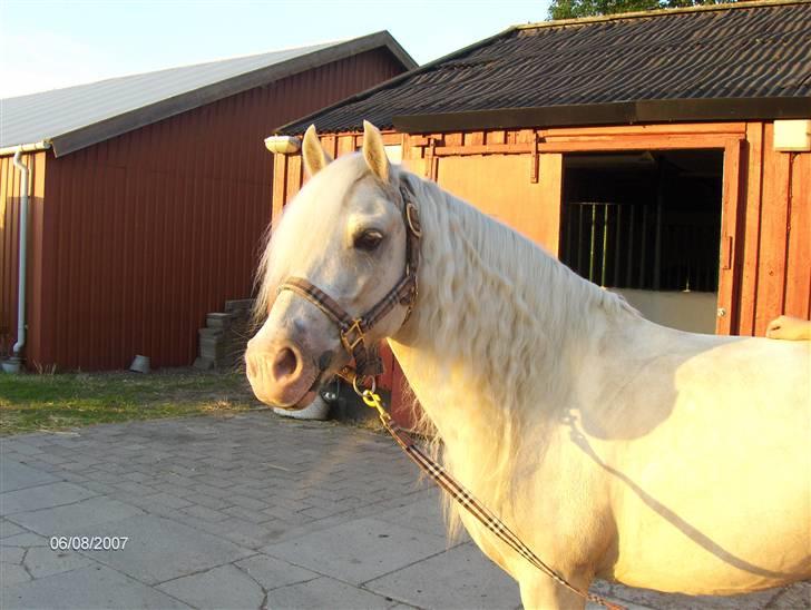 Welsh Pony (sec B) Rosengårdens Nakuma*solgt - Numse har fået øje på noget :P Hun er for vidunderlig ! billede 5