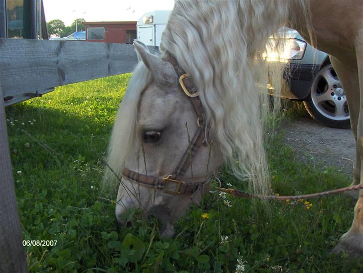 Welsh Pony (sec B) Rosengårdens Nakuma*solgt - En mad glad pony ? :P  billede 6