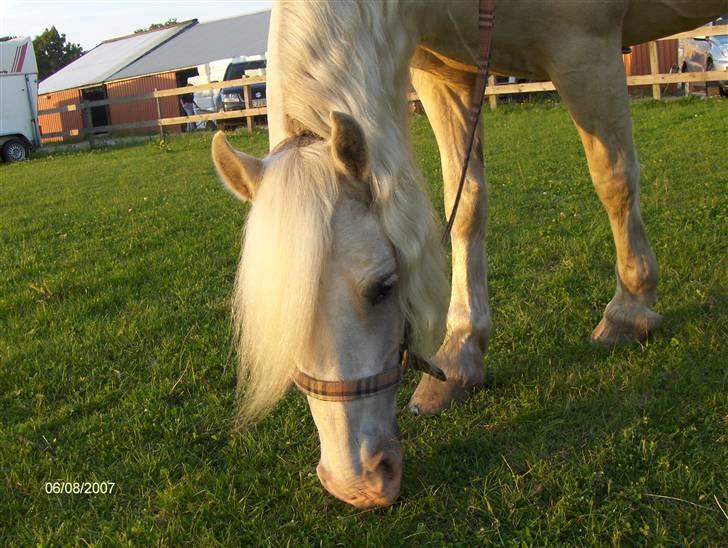 Welsh Pony (sec B) Rosengårdens Nakuma*solgt - Jeg elsker den pony !! billede 7